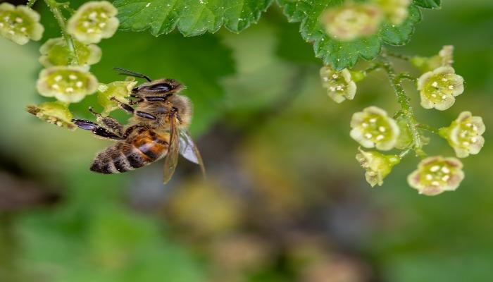 Wesensgemäße Bienenhaltung
